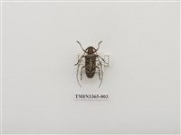 藏品(松斑天牛)的圖片